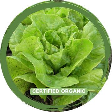 Cos Lettuce - Certified Organic_