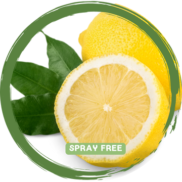 Lemons x 2- Local Spray Free _