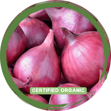 Onion Red x 2 - Certified Organic_